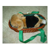 MUSIC DOG IN BASKET