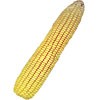 Corn - LUYUAN L951