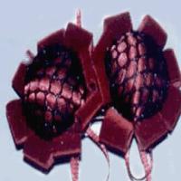 Praps Industrial Co., Ltd.