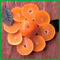 Sabay Industry and Foreign Trade Co., Ltd.